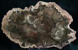 Rare Rhexoxylon Petrified Wood From Zimbabwe - #7637-1